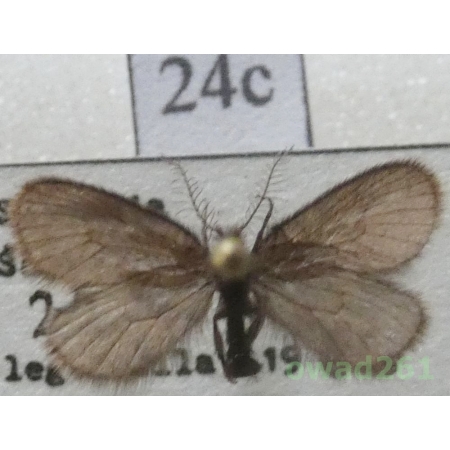 Epichnopterix plumella (Denis & Schiffermüller, 1775) Czech24c